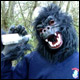 Burgess Hill Gorilla