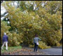 fallen oak burgess hill