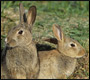 bedelands farm dead rabbits