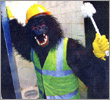 Gordon Gorilla Toilet Video
