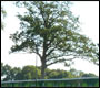 oak tree keymer tiles site