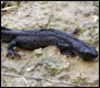 burgess hill newts