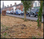 st johns park tree massacre