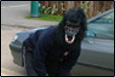 Gordon the Gorilla