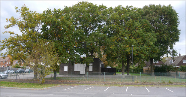 oak trees oakmeeds school