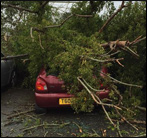 birchwood grove school  fallen tree